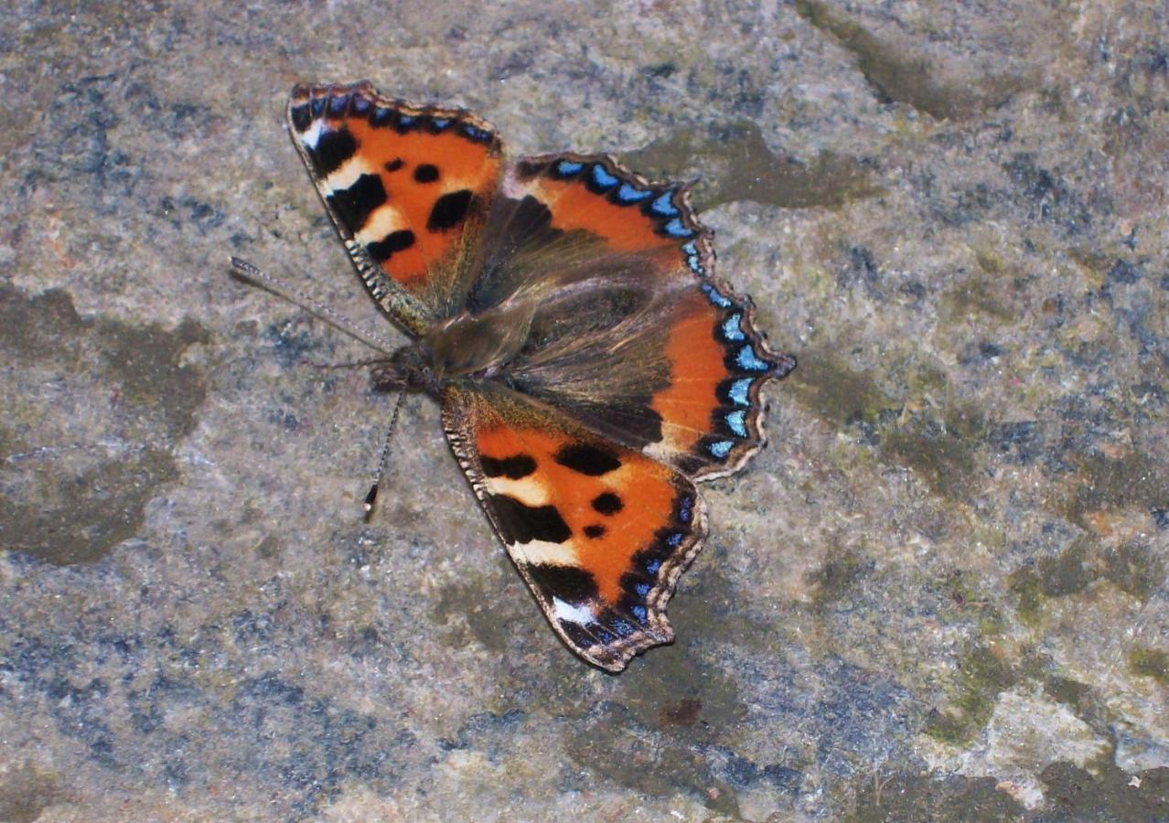 Clifden Wildflower Cottage - Clifden Countryside Lettings Εξωτερικό φωτογραφία