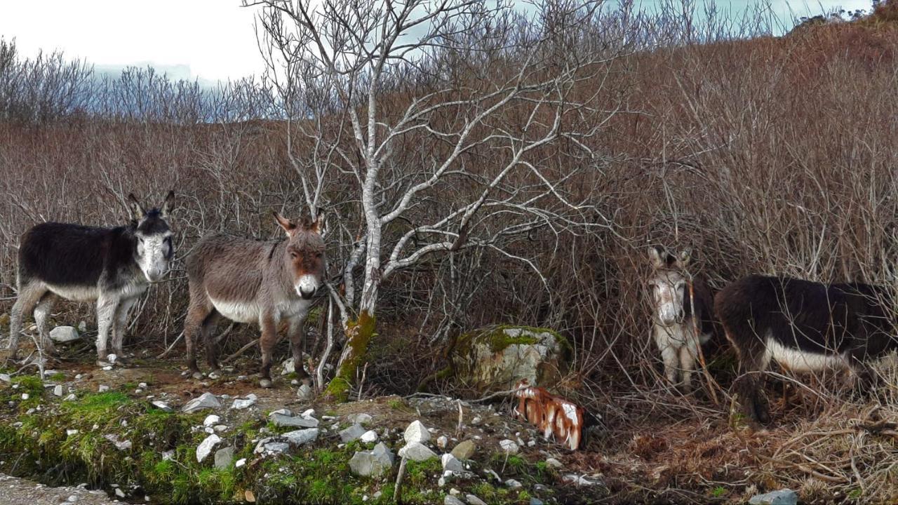 Clifden Wildflower Cottage - Clifden Countryside Lettings Εξωτερικό φωτογραφία