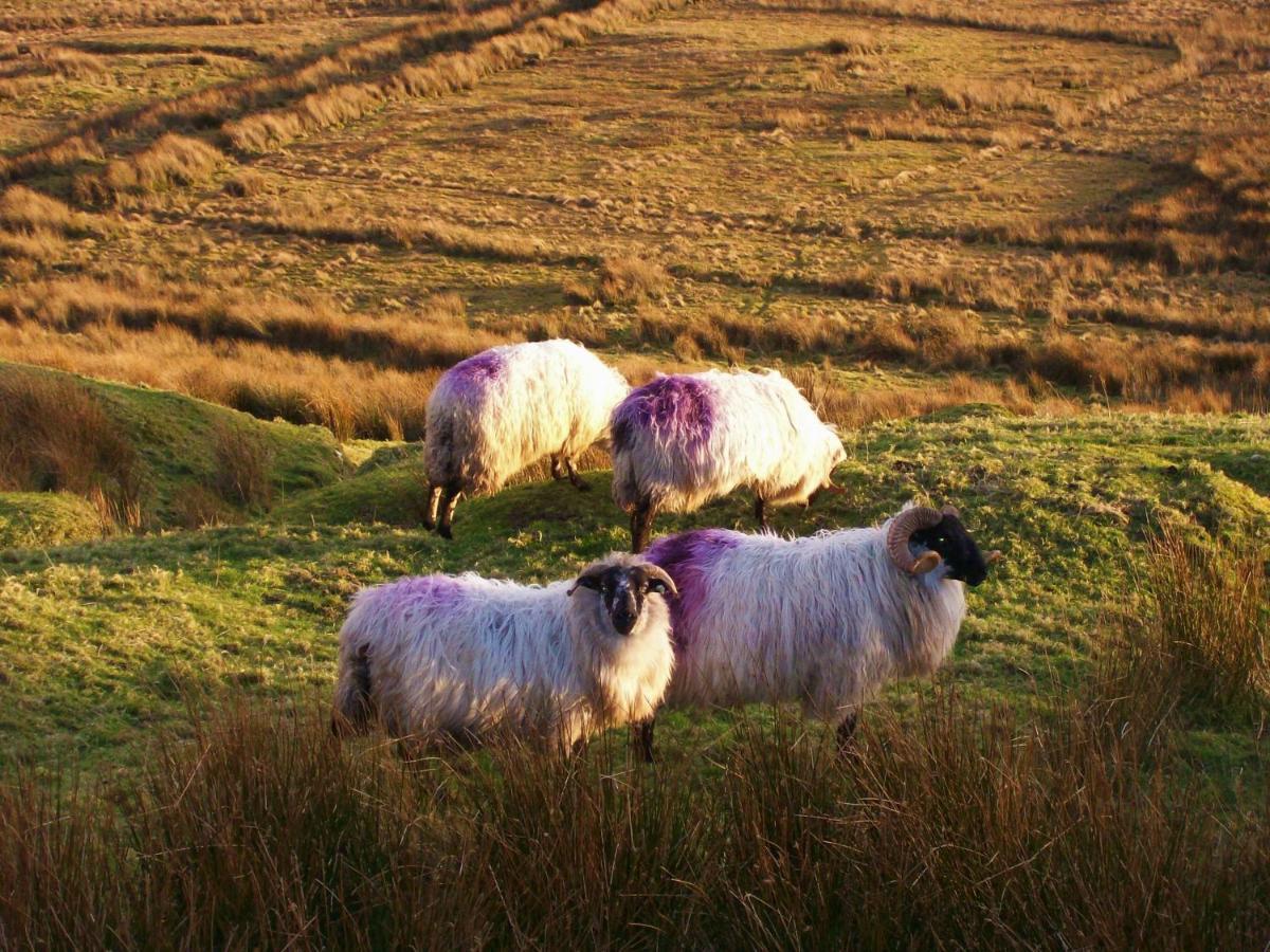 Clifden Wildflower Cottage - Clifden Countryside Lettings Εξωτερικό φωτογραφία