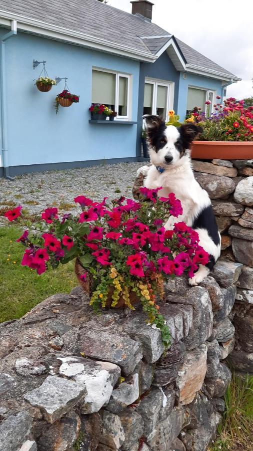 Clifden Wildflower Cottage - Clifden Countryside Lettings Εξωτερικό φωτογραφία