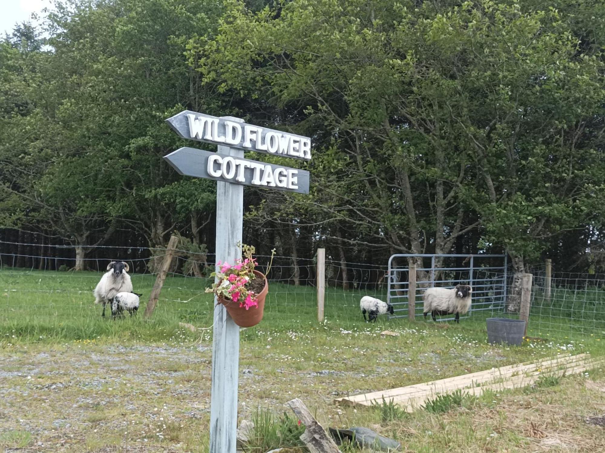 Clifden Wildflower Cottage - Clifden Countryside Lettings Εξωτερικό φωτογραφία